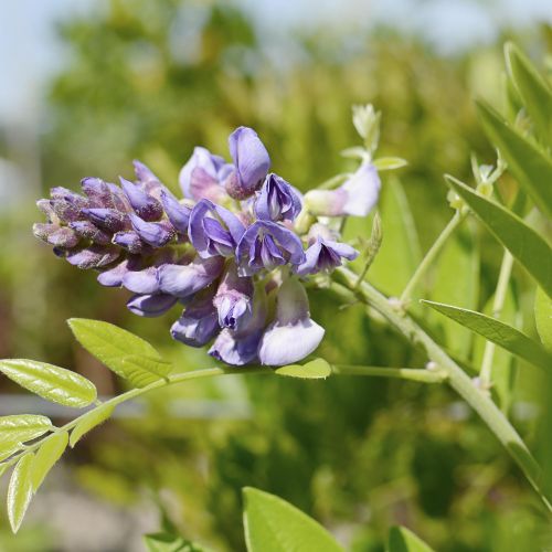 WISTERIA